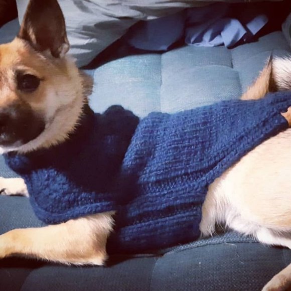 M Double Dutch Gansey Dog Sweater - Picture 2 of 4